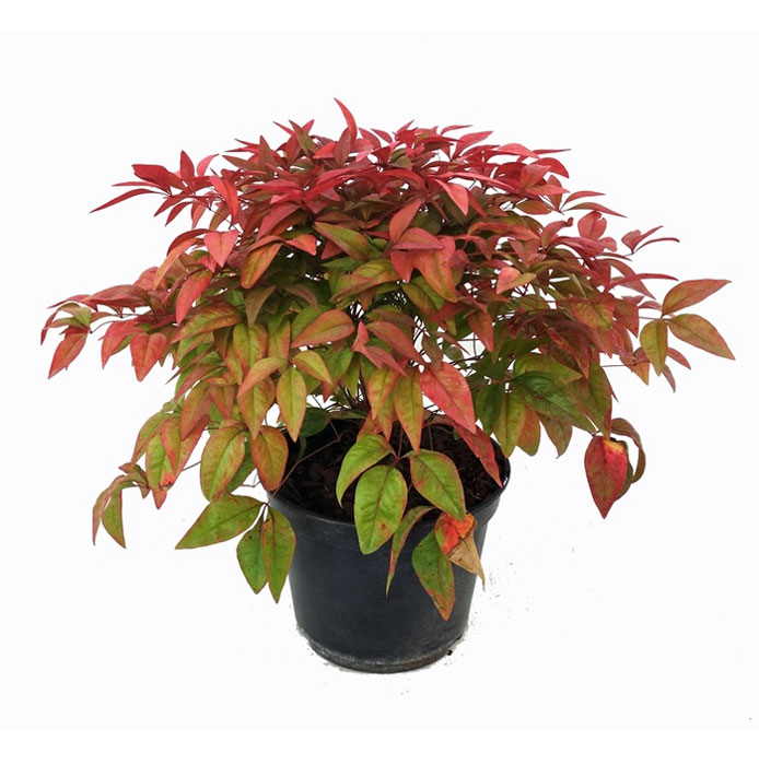 درختچه ناندینا 